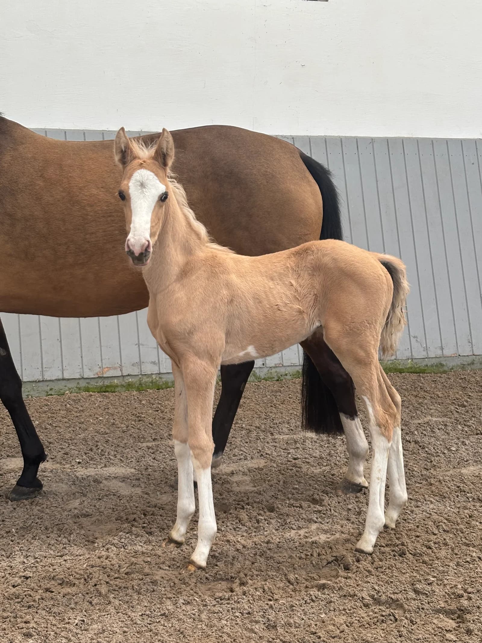 Fohlen aus der Anpaarung Damara × Bond bei Reimer Sporthorses