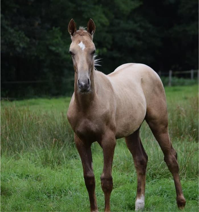 Akhal-Tekkiner Fohlen bei Reimer Sporthorses