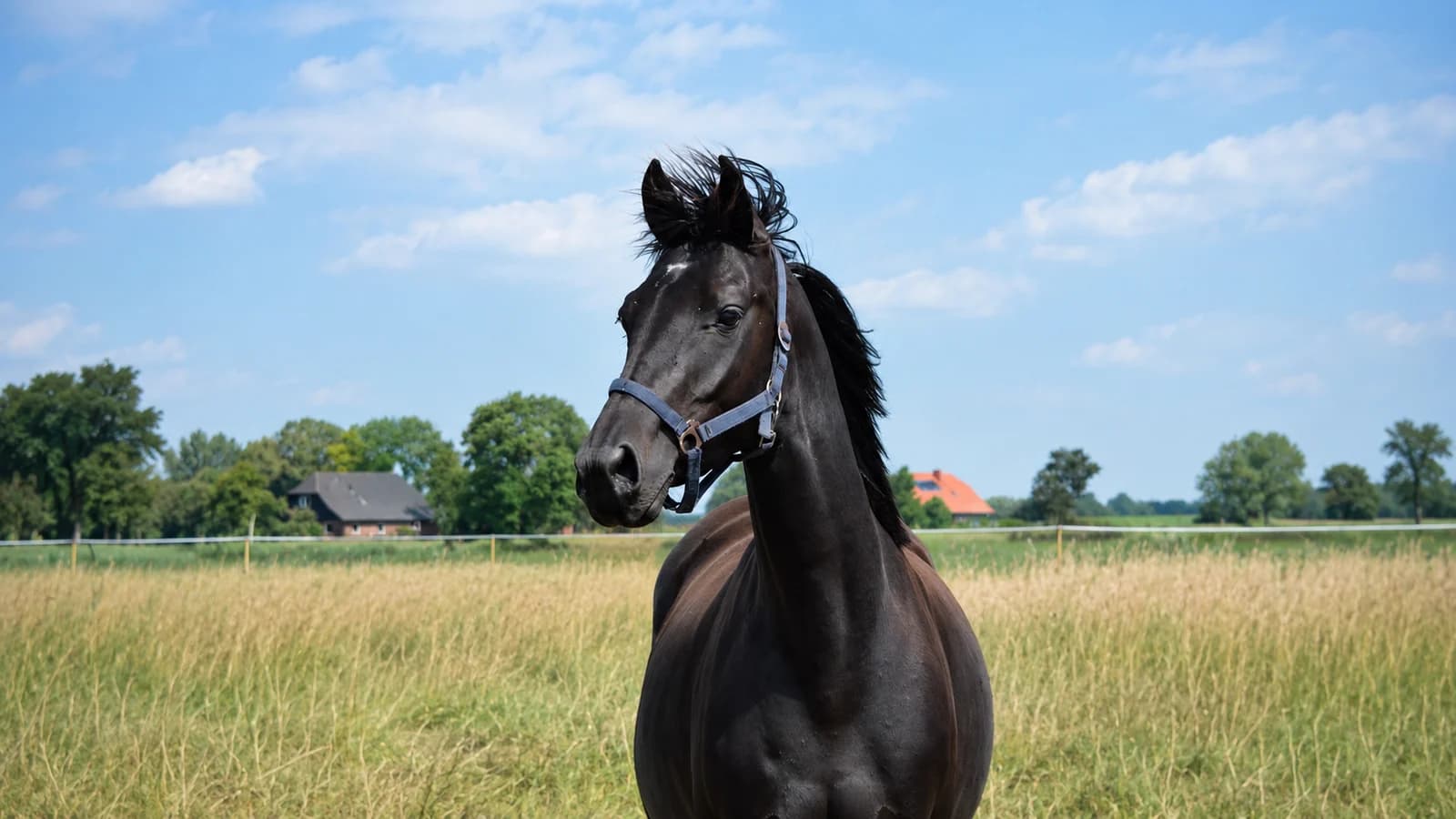 Baroness bei Reimer Sporthorses