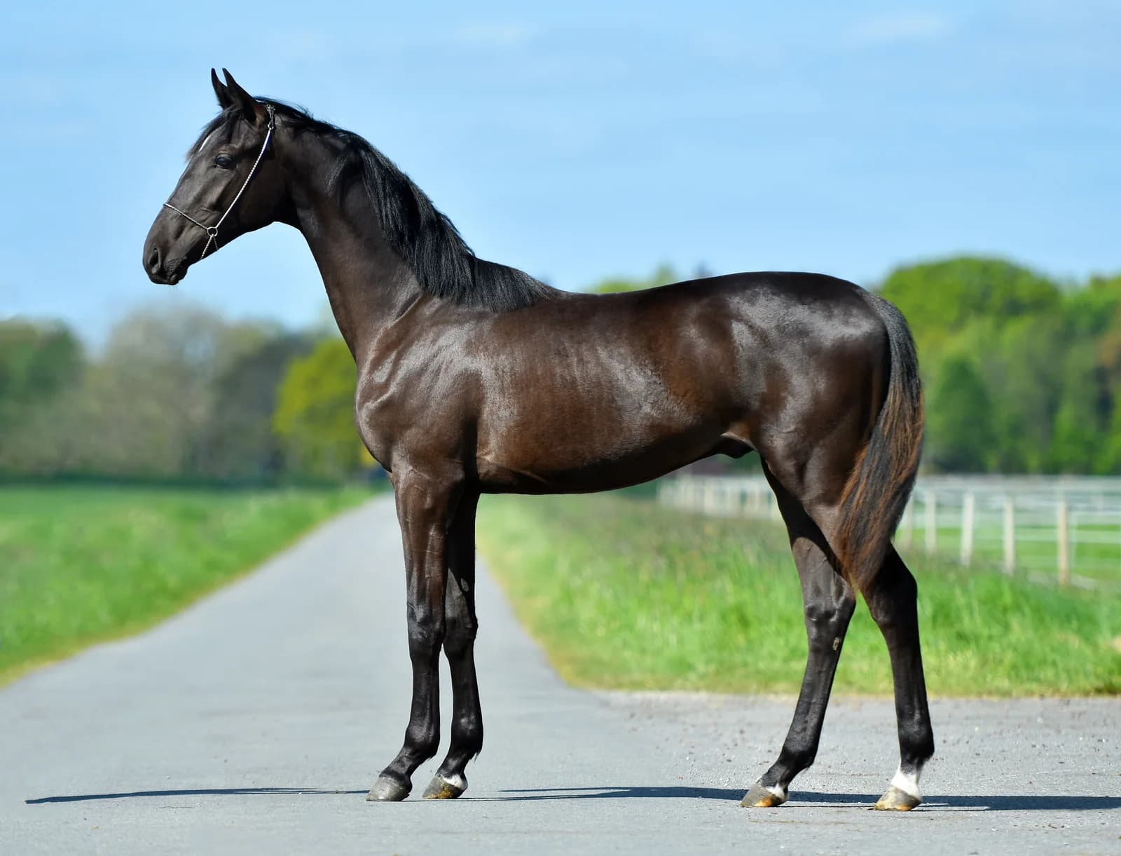 Delano bei Reimer Sporthorses
