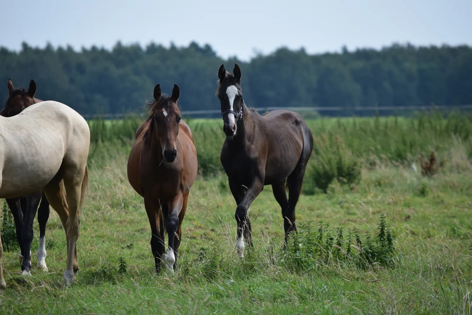 Youngster und Nachwuchspferde bei Reimer Sporthorses