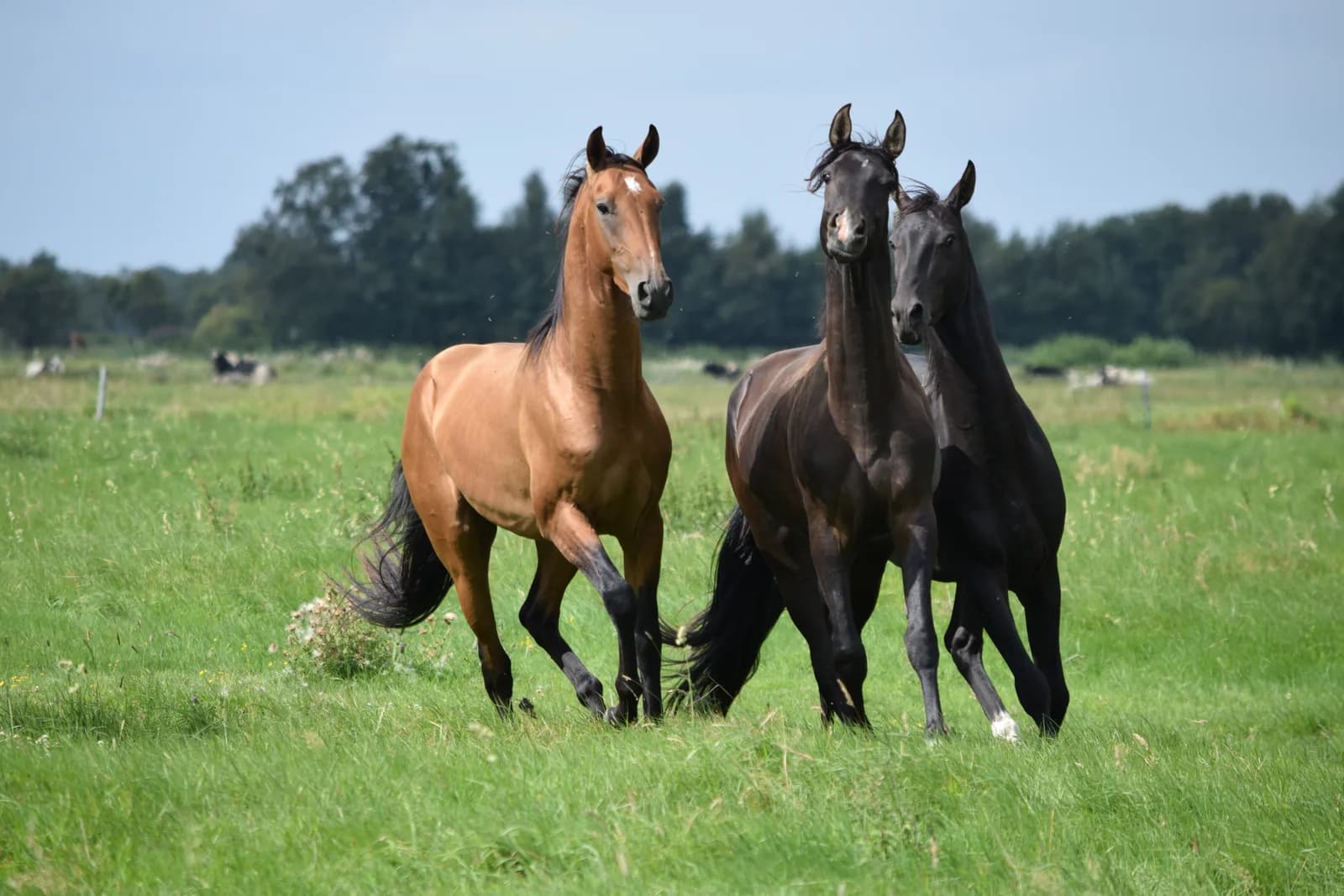 Youngster und Nachwuchspferde bei Reimer Sporthorses