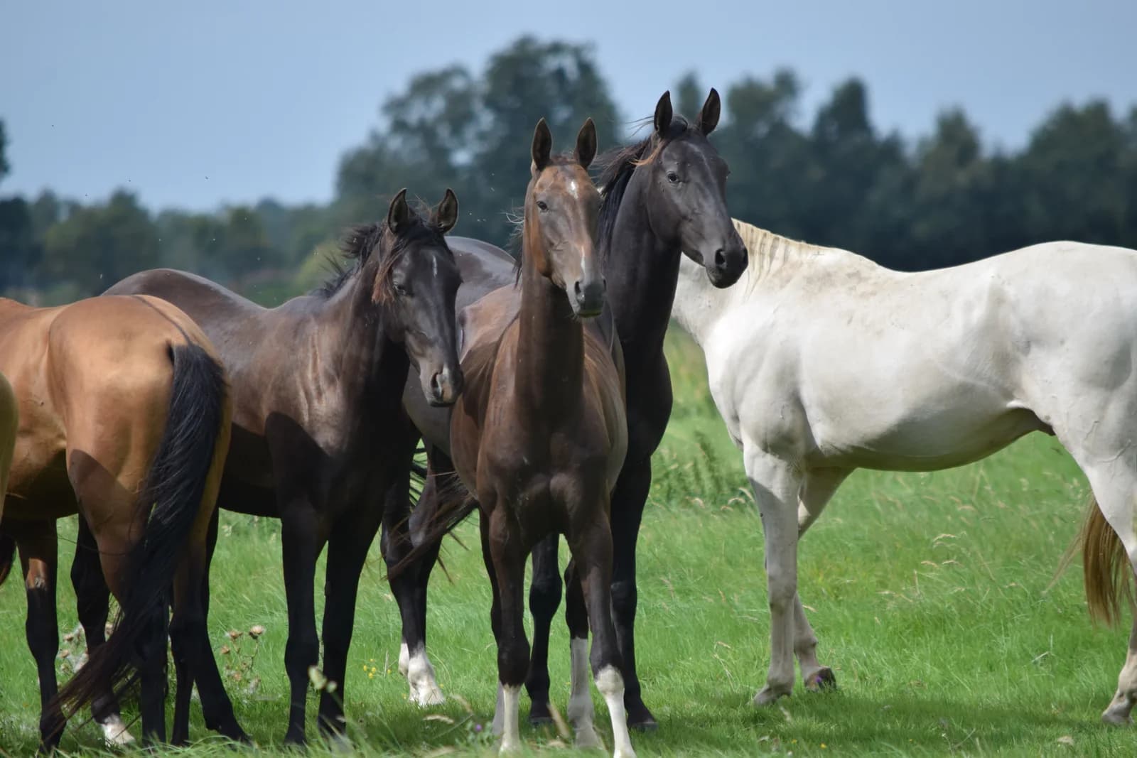 Youngster und Nachwuchspferde bei Reimer Sporthorses