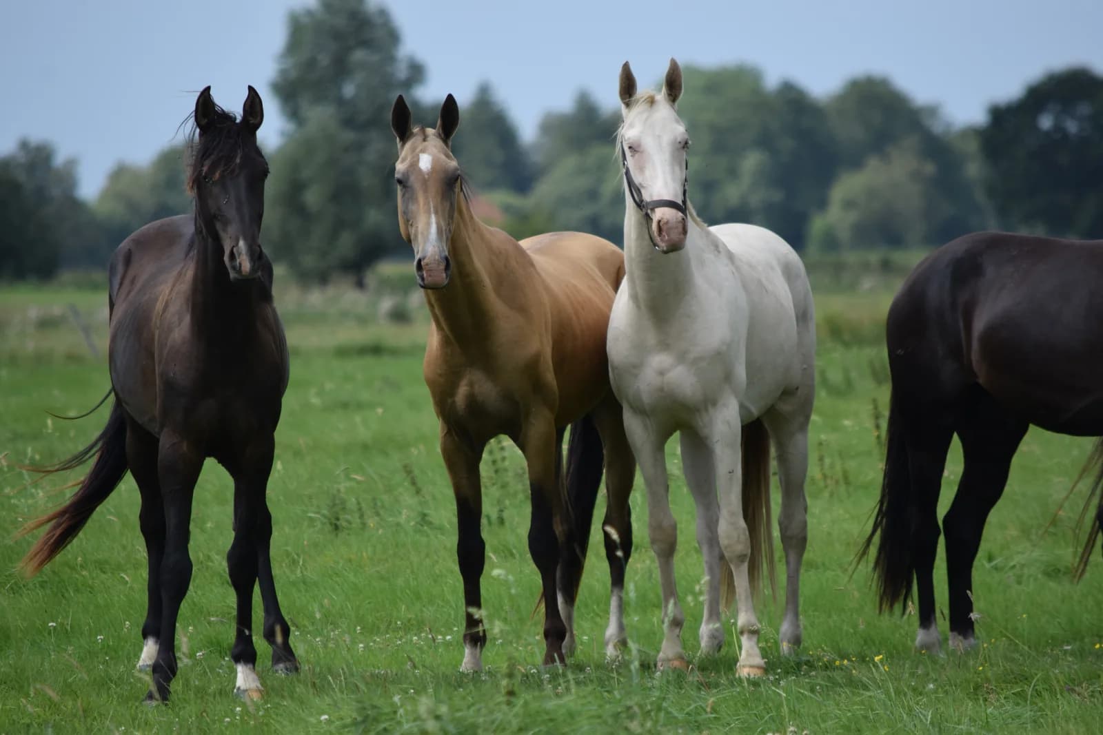 Youngster und Nachwuchspferde bei Reimer Sporthorses