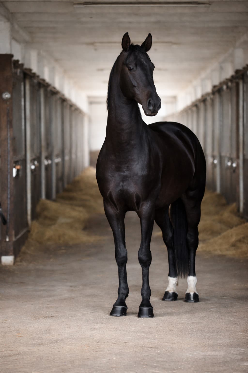 Vielseitigkeitspferde bei Reimer Sporthorses