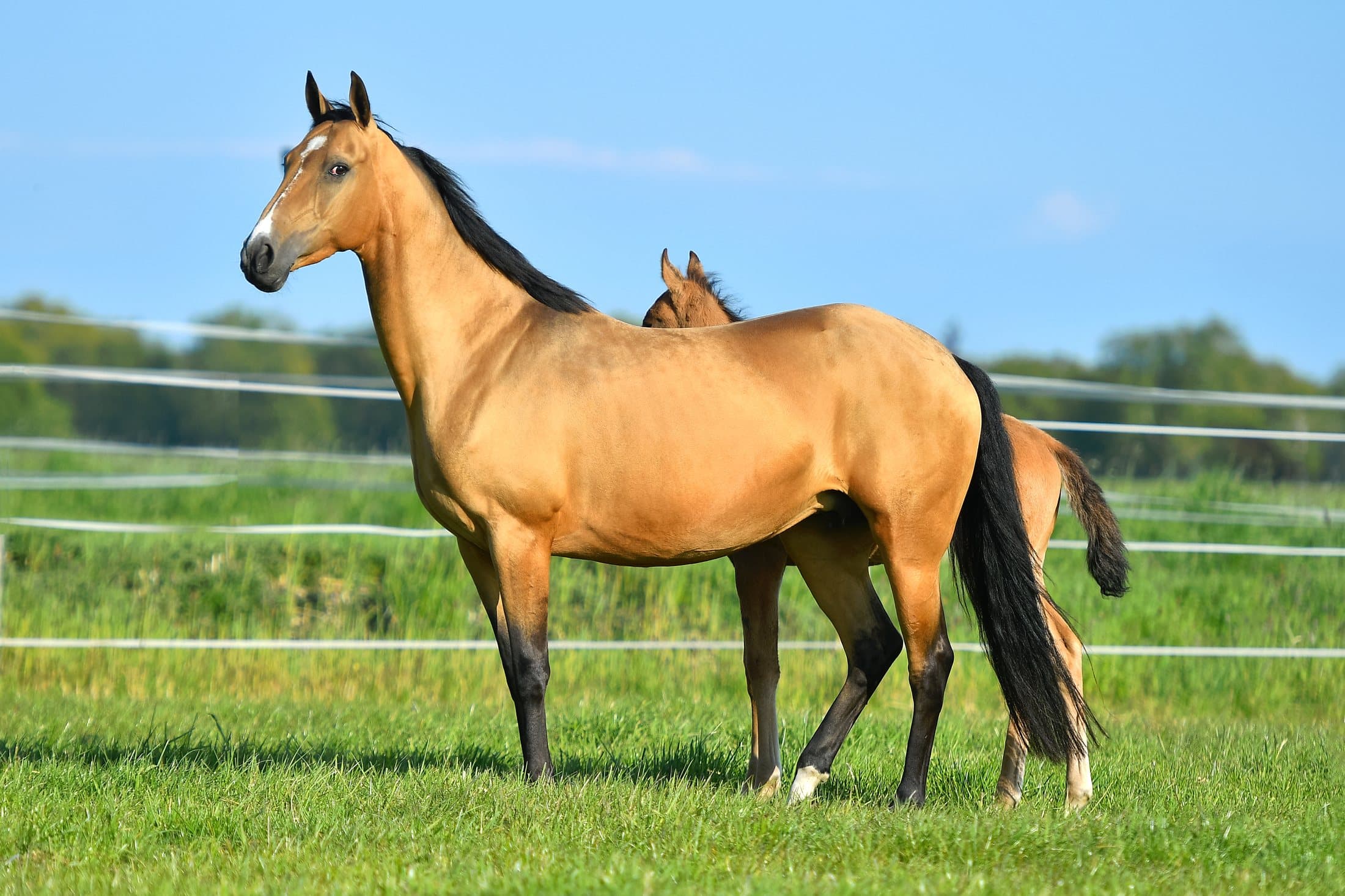 Zuchtpferde bei Reimer Sporthorses