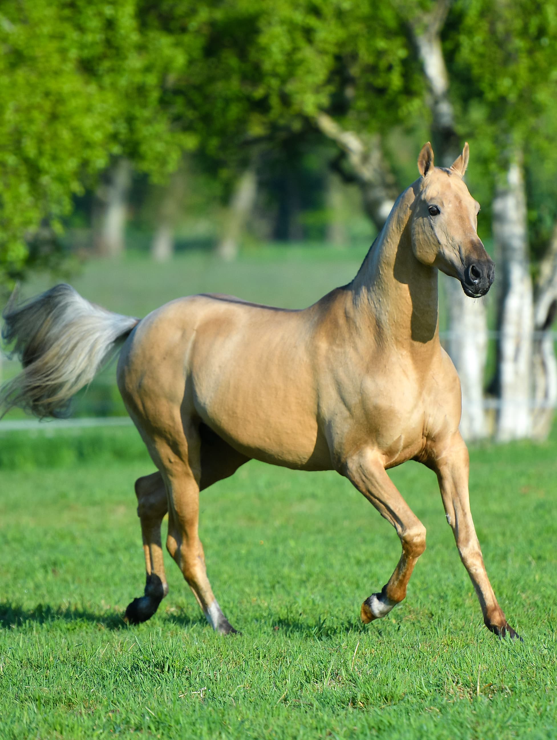 Gaetan bei Reimer Sporthorses