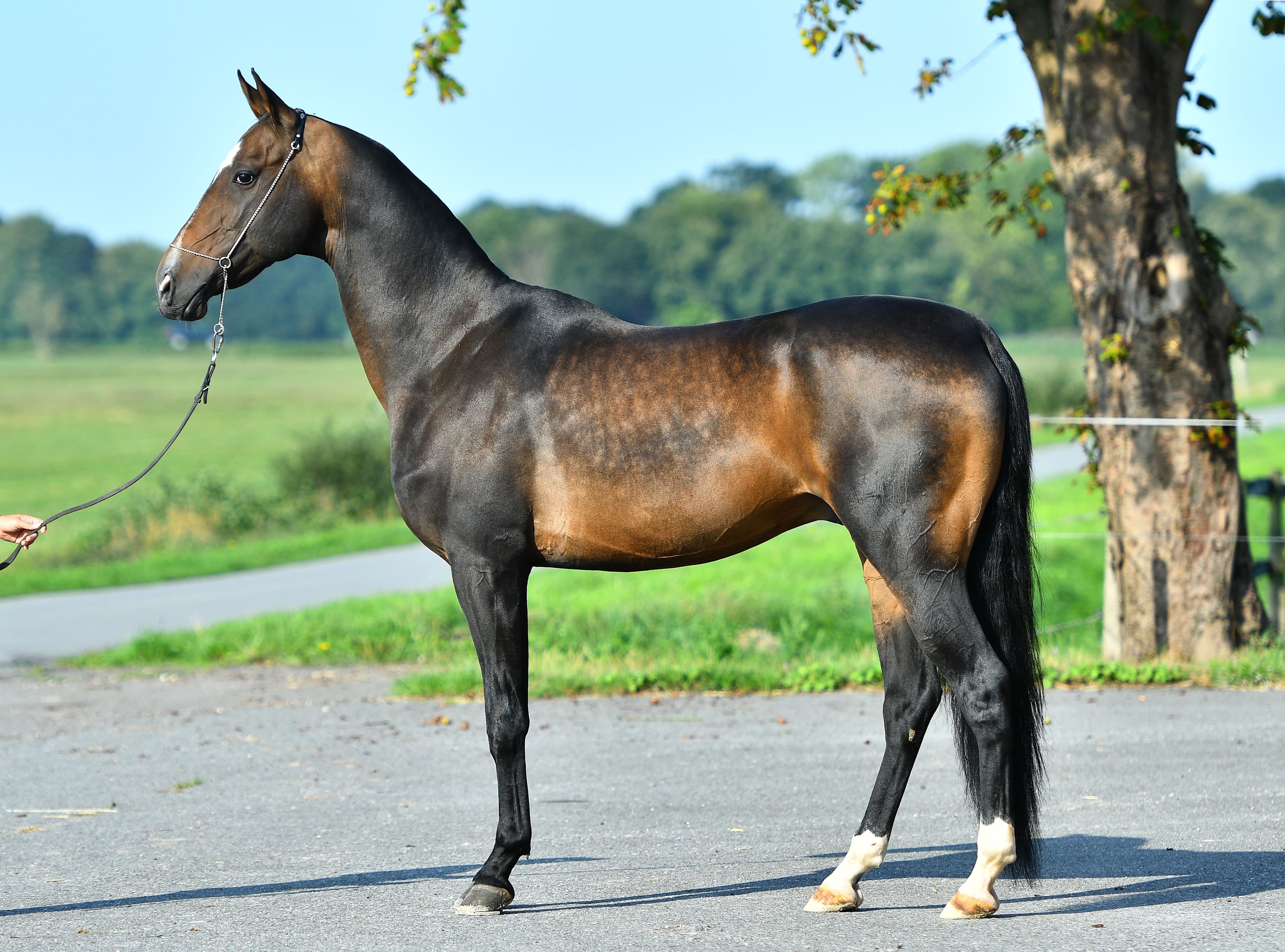 Tamga-Kan bei Reimer Sporthorses